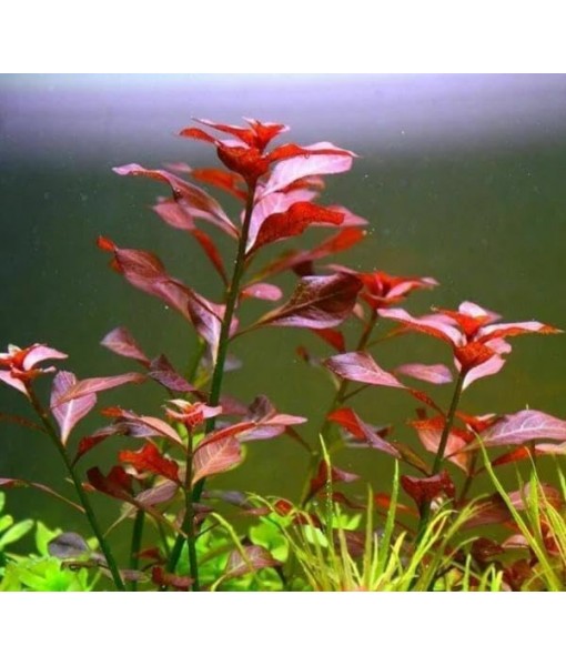 Live Aquarium Plant Bundle - 18 Stems of Ludwigia Repens, Bacopa Monnieri & Cabomba Caroliniana - Easy Freshwater Plants for Aquascaping, Filtration & Fish Tank Decoration