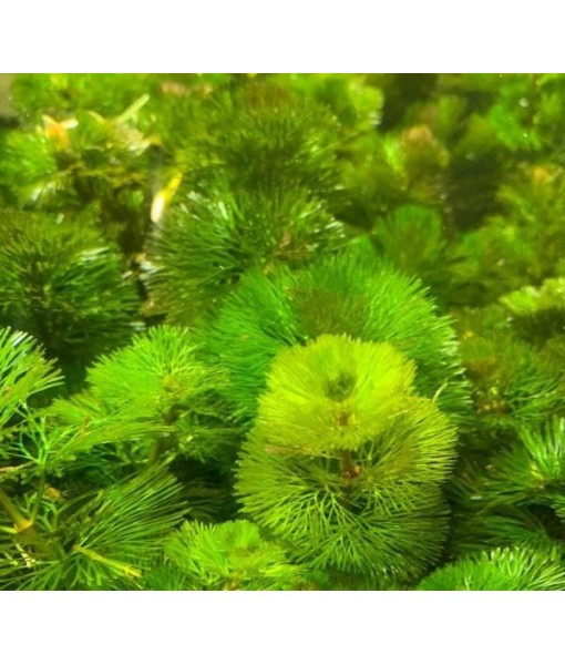 Live Aquarium Plant Bundle - 18 Stems of Ludwigia Repens, Bacopa Monnieri & Cabomba Caroliniana - Easy Freshwater Plants for Aquascaping, Filtration & Fish Tank Decoration