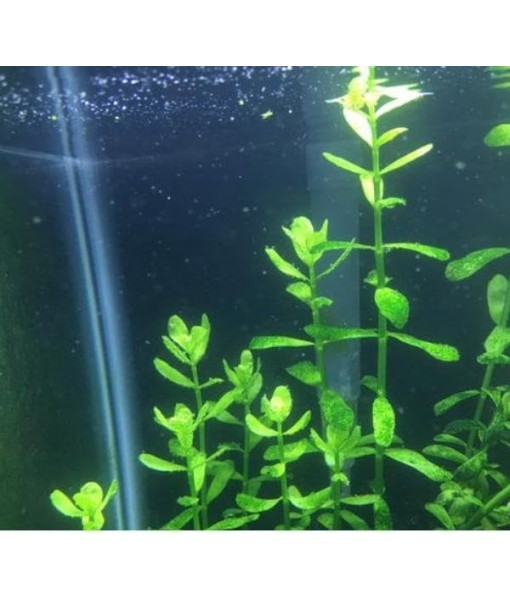 Live Aquarium Plant Bundle - 18 Stems of Ludwigia Repens, Bacopa Monnieri & Cabomba Caroliniana - Easy Freshwater Plants for Aquascaping, Filtration & Fish Tank Decoration
