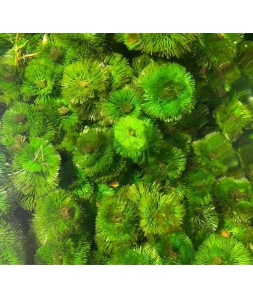 Live Aquarium Plant Bundle - 18 Stems of Ludwigia Repens, Bacopa Monnieri & Cabomba Caroliniana - Easy Freshwater Plants for Aquascaping, Filtration & Fish Tank Decoration