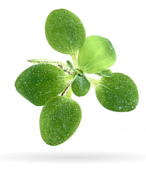 Aquarigram 12+ Leaves Water Lettuce (Dwarf) (+ Bonus Plant) Live Floating Plant for Aquarium (Pistia stratioes)