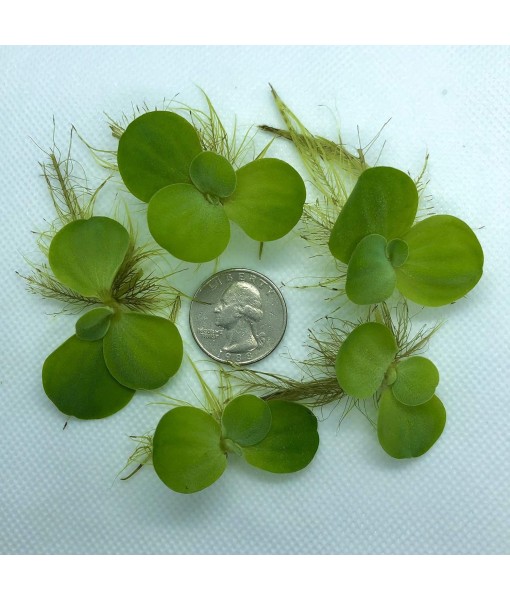 Aquarigram 12+ Leaves Water Lettuce (Dwarf) (+ Bonus Plant) Live Floating Plant for Aquarium (Pistia stratioes)