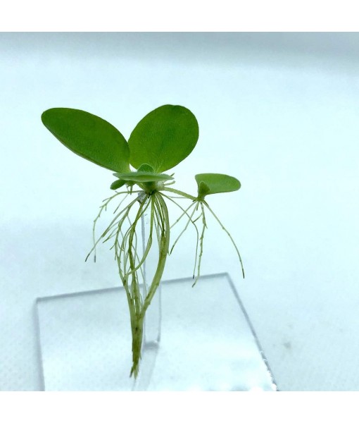 Aquarigram 12+ Leaves Water Lettuce (Dwarf) (+ Bonus Plant) Live Floating Plant for Aquarium (Pistia stratioes)