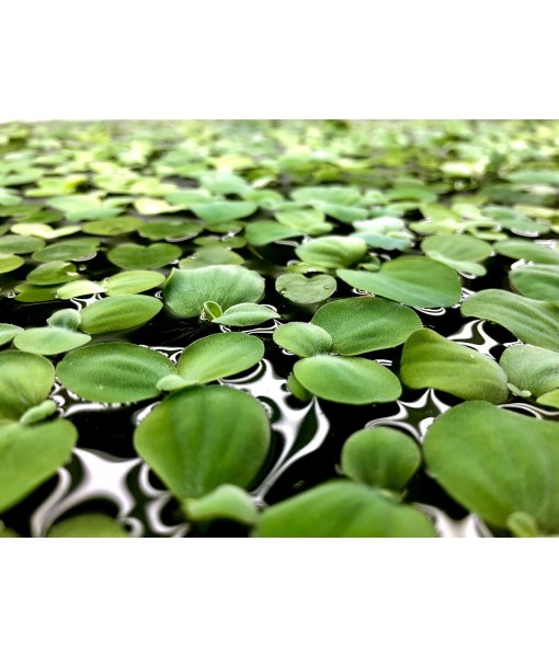Aquarigram 12+ Leaves Water Lettuce (Dwarf) (+ Bonus Plant) Live Floating Plant for Aquarium (Pistia stratioes)