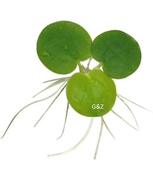 12  Frogbit (Limnobium Laevigatum), Live Aquarium/Aquatic Floating Plant by G&Z