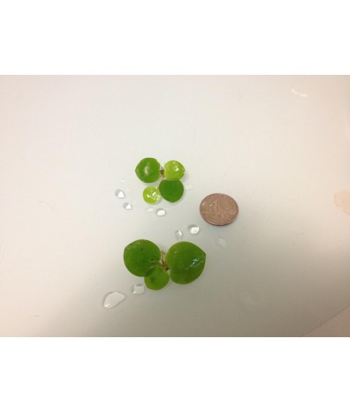 12  Frogbit (Limnobium Laevigatum), Live Aquarium/Aquatic Floating Plant by G&Z