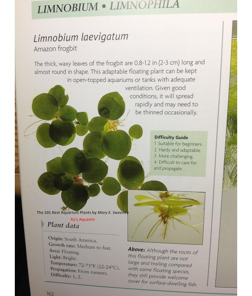 12  Frogbit (Limnobium Laevigatum), Live Aquarium/Aquatic Floating Plant by G&Z