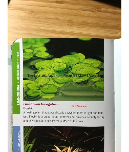 12  Frogbit (Limnobium Laevigatum), Live Aquarium/Aquatic Floating Plant by G&Z
