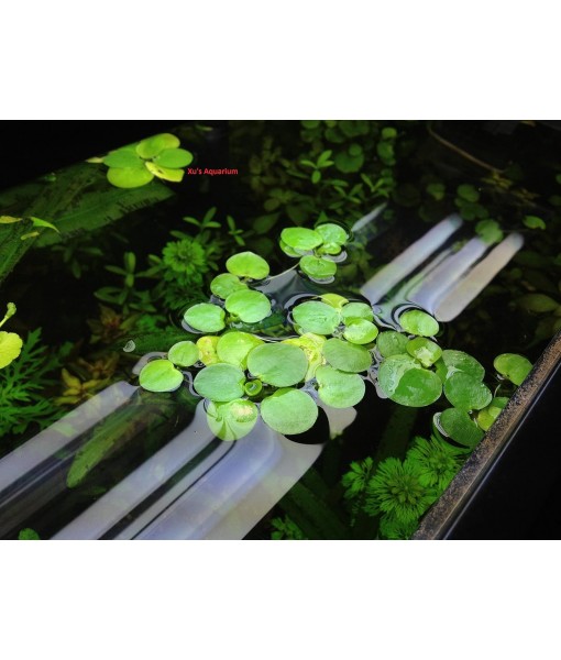12  Frogbit (Limnobium Laevigatum), Live Aquarium/Aquatic Floating Plant by G&Z