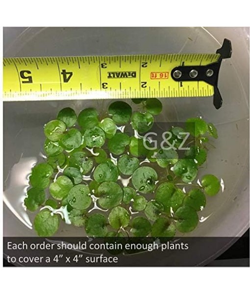 12  Frogbit (Limnobium Laevigatum), Live Aquarium/Aquatic Floating Plant by G&Z