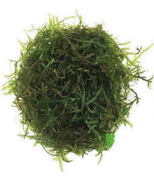 Java Moss | Vesicularia Dubyana Freshwater Live Aquarium Plant BUY2GET1