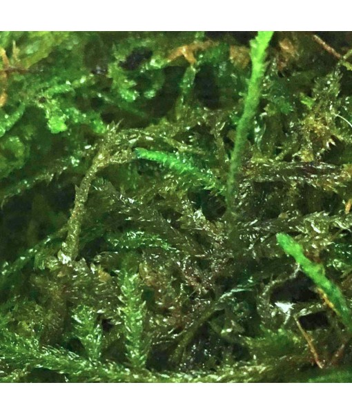 Java Moss | Vesicularia Dubyana Freshwater Live Aquarium Plant BUY2GET1
