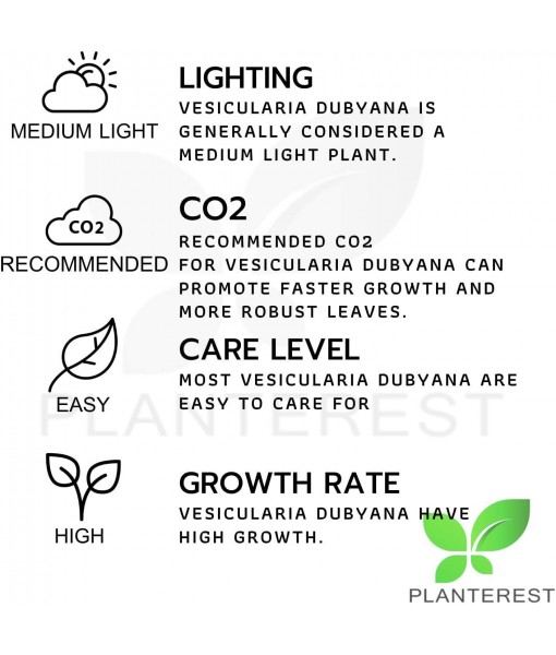 Java Moss | Vesicularia Dubyana Freshwater Live Aquarium Plant BUY2GET1