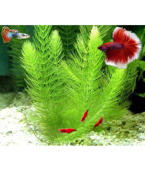 Hornwort - Young, Healthy, Super Easy Live Aquarium Plant, 1 Bundle 5-6 in. Great for Betta, Guppy, Cherry Shrimp, Barbs, Platys etc etc! Produced by Aquatic Discounts. B U Y 2 GE T 1 Deal!