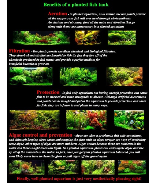 Hornwort - Young, Healthy, Super Easy Live Aquarium Plant, 1 Bundle 5-6 in. Great for Betta, Guppy, Cherry Shrimp, Barbs, Platys etc etc! Produced by Aquatic Discounts. B U Y 2 GE T 1 Deal!