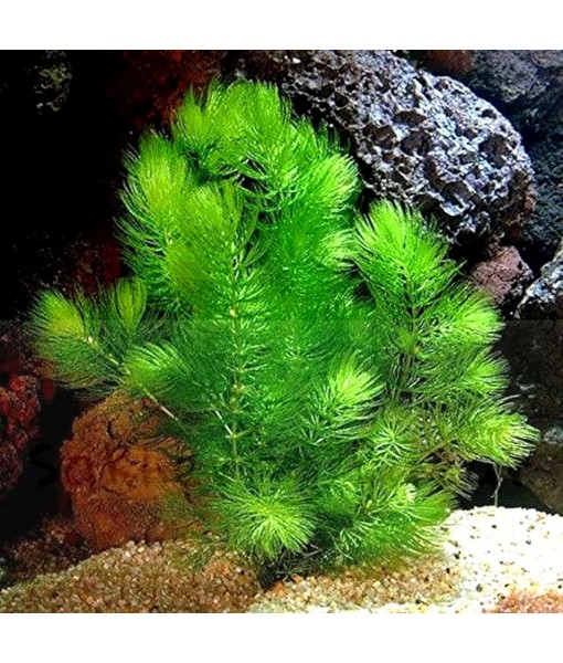Hornwort - Young, Healthy, Super Easy Live Aquarium Plant, 1 Bundle 5-6 in. Great for Betta, Guppy, Cherry Shrimp, Barbs, Platys etc etc! Produced by Aquatic Discounts. B U Y 2 GE T 1 Deal!