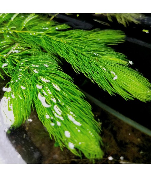 Hornwort - Young, Healthy, Super Easy Live Aquarium Plant, 1 Bundle 5-6 in. Great for Betta, Guppy, Cherry Shrimp, Barbs, Platys etc etc! Produced by Aquatic Discounts. B U Y 2 GE T 1 Deal!