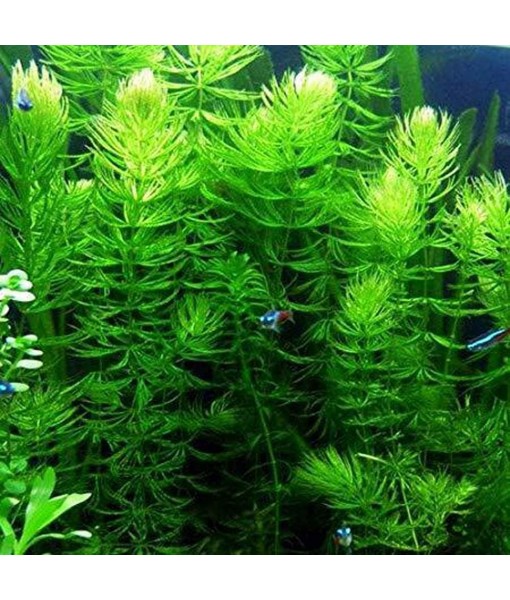 Hornwort - Young, Healthy, Super Easy Live Aquarium Plant, 1 Bundle 5-6 in. Great for Betta, Guppy, Cherry Shrimp, Barbs, Platys etc etc! Produced by Aquatic Discounts. B U Y 2 GE T 1 Deal!