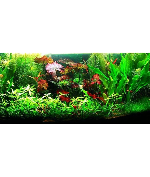 Hornwort - Young, Healthy, Super Easy Live Aquarium Plant, 1 Bundle 5-6 in. Great for Betta, Guppy, Cherry Shrimp, Barbs, Platys etc etc! Produced by Aquatic Discounts. B U Y 2 GE T 1 Deal!
