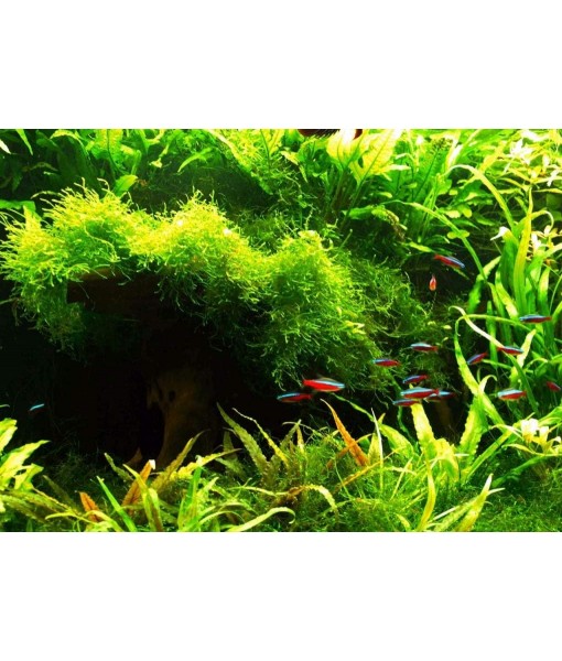Hornwort - Young, Healthy, Super Easy Live Aquarium Plant, 1 Bundle 5-6 in. Great for Betta, Guppy, Cherry Shrimp, Barbs, Platys etc etc! Produced by Aquatic Discounts. B U Y 2 GE T 1 Deal!