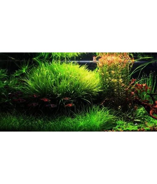 Hornwort - Young, Healthy, Super Easy Live Aquarium Plant, 1 Bundle 5-6 in. Great for Betta, Guppy, Cherry Shrimp, Barbs, Platys etc etc! Produced by Aquatic Discounts. B U Y 2 GE T 1 Deal!
