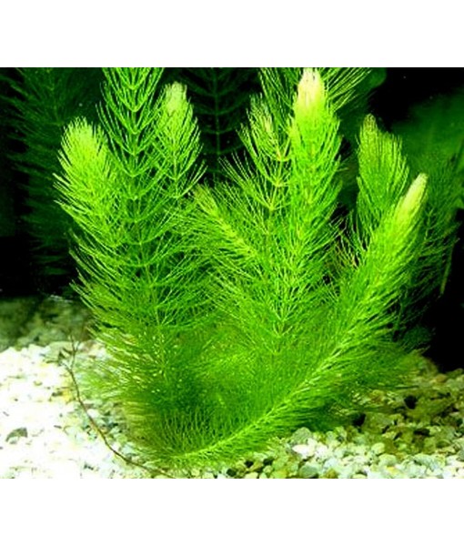 Hornwort - Young, Healthy, Super Easy Live Aquarium Plant, 1 Bundle 5-6 in. Great for Betta, Guppy, Cherry Shrimp, Barbs, Platys etc etc! Produced by Aquatic Discounts. B U Y 2 GE T 1 Deal!