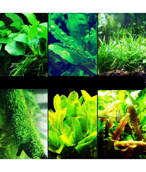 30+ Stems Package Starter Beginner Set Live Aquarium Plants Java Moss, Micro Sword, Rosette  Sword, Anubias, Java Fern and More by Mainam