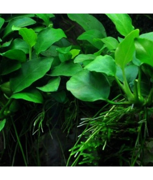 30+ Stems Package Starter Beginner Set Live Aquarium Plants Java Moss, Micro Sword, Rosette  Sword, Anubias, Java Fern and More by Mainam