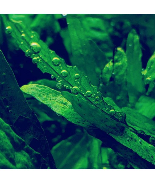 30+ Stems Package Starter Beginner Set Live Aquarium Plants Java Moss, Micro Sword, Rosette  Sword, Anubias, Java Fern and More by Mainam