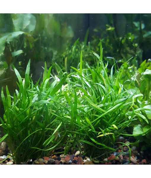 30+ Stems Package Starter Beginner Set Live Aquarium Plants Java Moss, Micro Sword, Rosette  Sword, Anubias, Java Fern and More by Mainam
