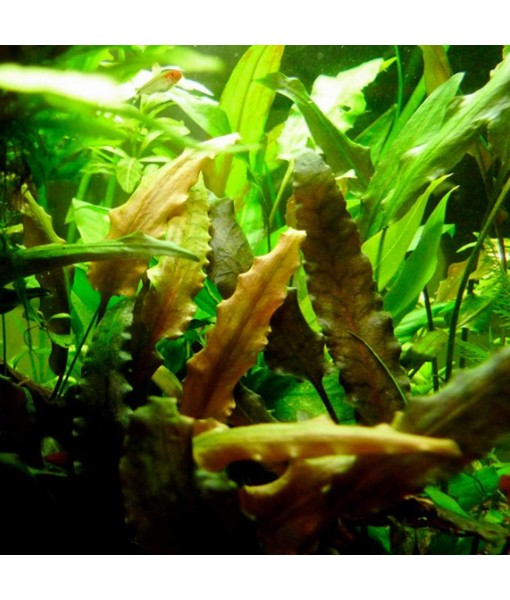 30+ Stems Package Starter Beginner Set Live Aquarium Plants Java Moss, Micro Sword, Rosette  Sword, Anubias, Java Fern and More by Mainam