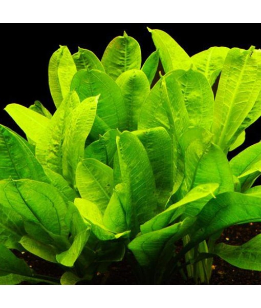 30+ Stems Package Starter Beginner Set Live Aquarium Plants Java Moss, Micro Sword, Rosette  Sword, Anubias, Java Fern and More by Mainam