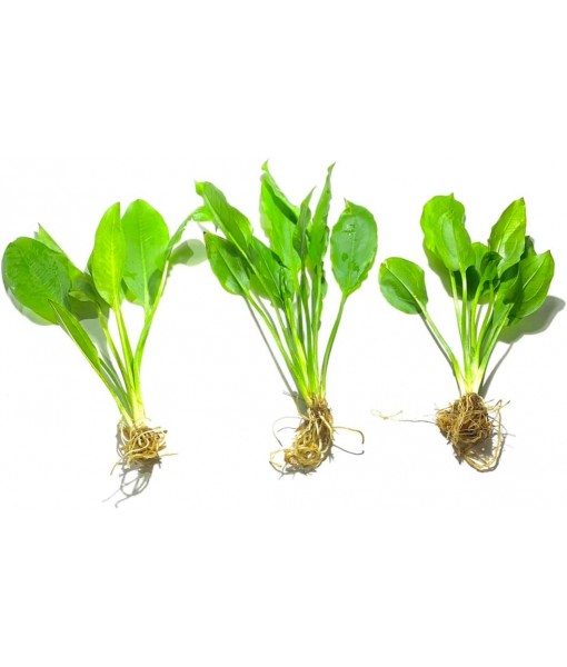 3X  Sword Echinodorus Bleheri Easy Live Aquarium Plants for Aquatic Freshwater Fish Tank