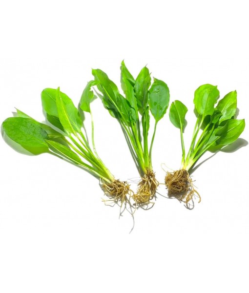3X  Sword Echinodorus Bleheri Easy Live Aquarium Plants for Aquatic Freshwater Fish Tank