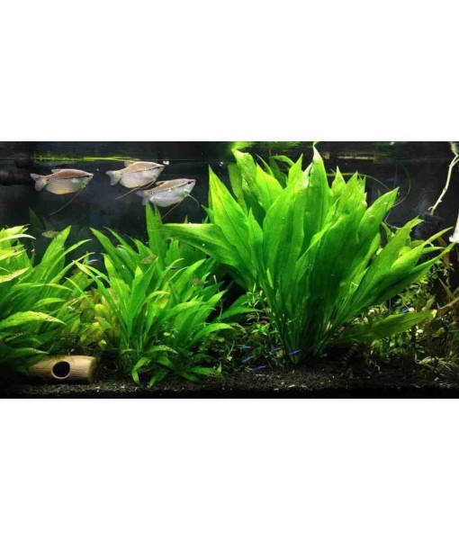3X  Sword Echinodorus Bleheri Easy Live Aquarium Plants for Aquatic Freshwater Fish Tank