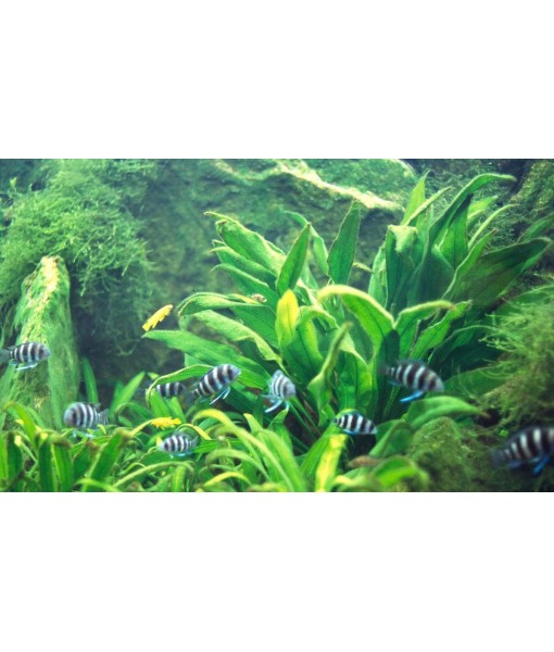 3X  Sword Echinodorus Bleheri Easy Live Aquarium Plants for Aquatic Freshwater Fish Tank