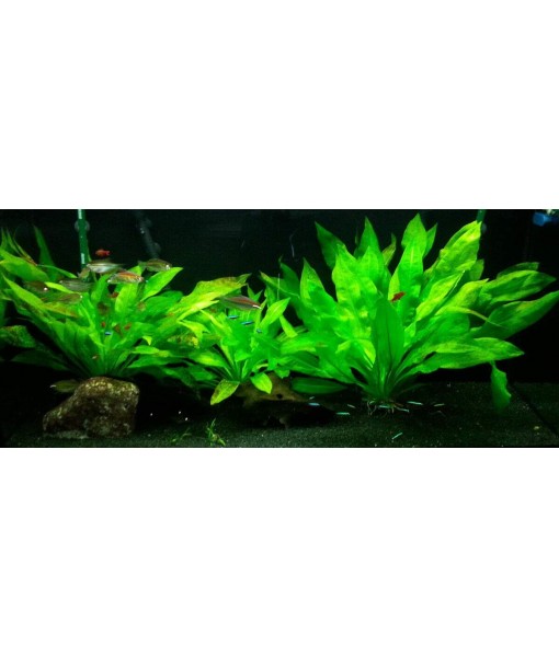 3X  Sword Echinodorus Bleheri Easy Live Aquarium Plants for Aquatic Freshwater Fish Tank