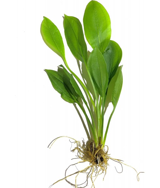 3X  Sword Echinodorus Bleheri Easy Live Aquarium Plants for Aquatic Freshwater Fish Tank