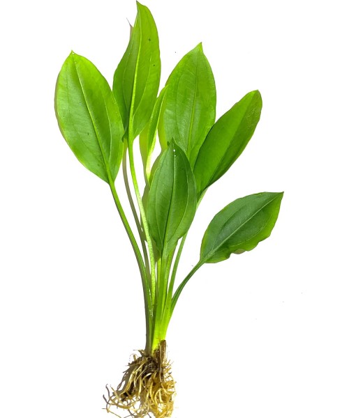 3X  Sword Echinodorus Bleheri Easy Live Aquarium Plants for Aquatic Freshwater Fish Tank