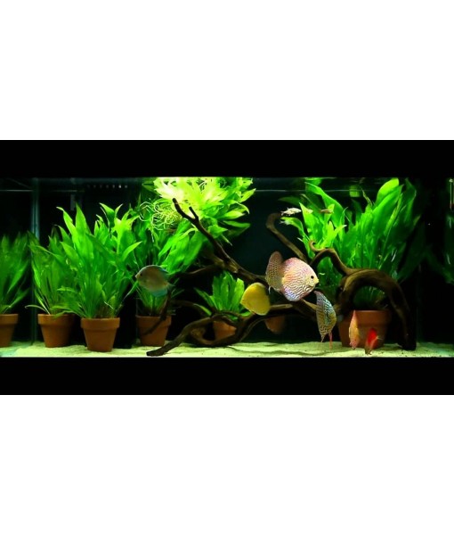 3X  Sword Echinodorus Bleheri Easy Live Aquarium Plants for Aquatic Freshwater Fish Tank