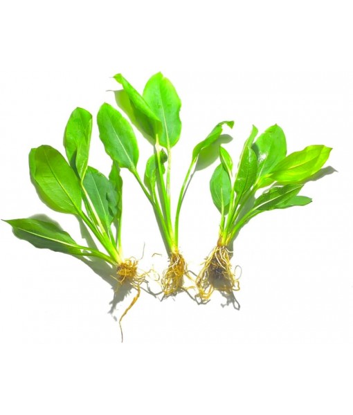 3X  Sword Echinodorus Bleheri Easy Live Aquarium Plants for Aquatic Freshwater Fish Tank