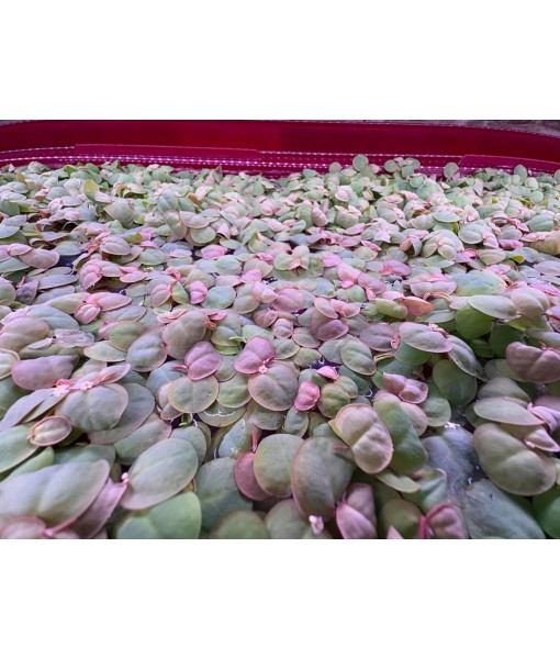 Red Root Floater Live Aquarium Plants, Phyllanthus Fluitans, 4 oz Cup (40+ Leaves)