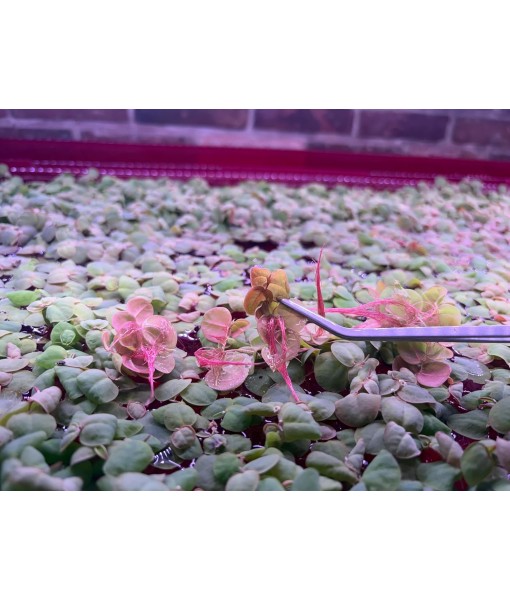 Red Root Floater Live Aquarium Plants, Phyllanthus Fluitans, 4 oz Cup (40+ Leaves)