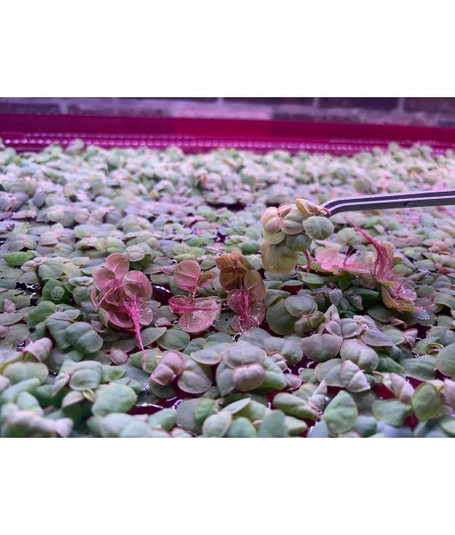 Red Root Floater Live Aquarium Plants, Phyllanthus Fluitans, 4 oz Cup (40+ Leaves)