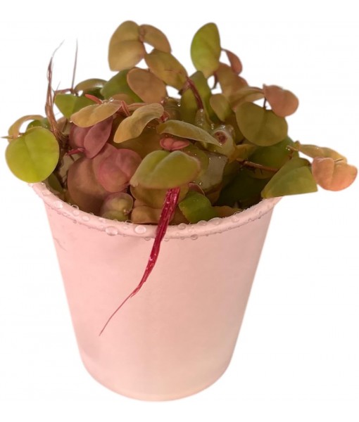 Red Root Floater Live Aquarium Plants, Phyllanthus Fluitans, 4 oz Cup (40+ Leaves)