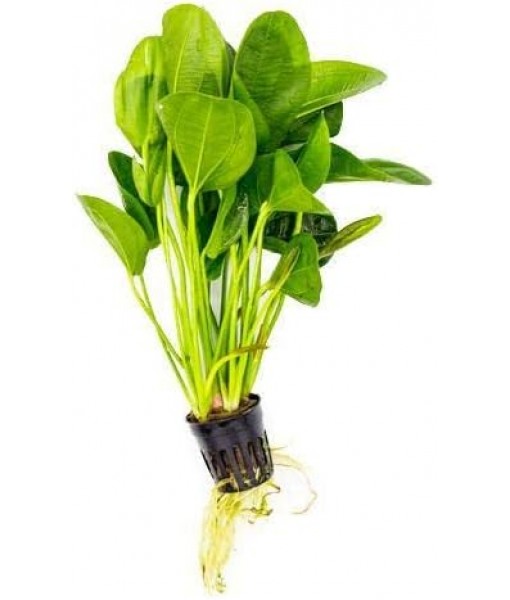 Echinodorus Horizontalis Mini Sword Live Plant for Freshwater Aquariums, Natural Fish Tank Decorations, and Aquatic Decor (1 Pot (2-3 Plants))