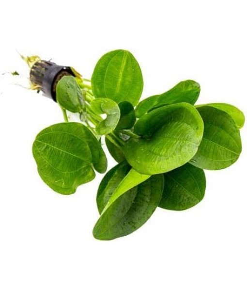 Echinodorus Horizontalis Mini Sword Live Plant for Freshwater Aquariums, Natural Fish Tank Decorations, and Aquatic Decor (1 Pot (2-3 Plants))