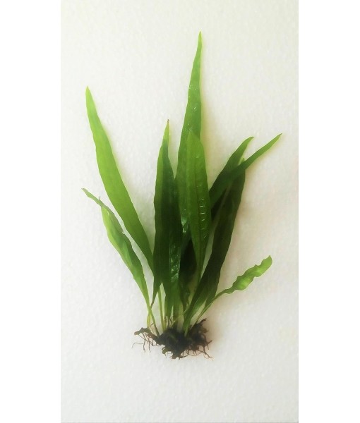 Java Fern Microsorum Pteropus Easy Low Light Live Aquarium Plant - Buy 2 Get 1