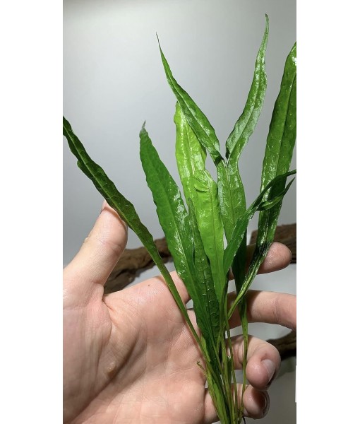 Java Fern Microsorum Pteropus Easy Low Light Live Aquarium Plant - Buy 2 Get 1