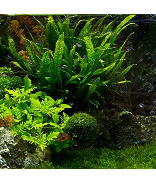 Java Fern Microsorum Pteropus Easy Low Light Live Aquarium Plant - Buy 2 Get 1